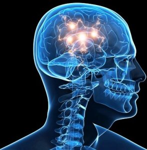 brain